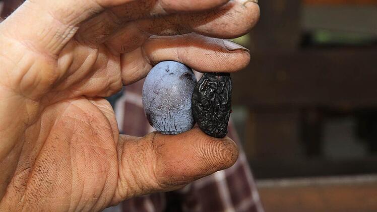 Eine Zwetschge vor und nach der Trocknung. Fotos: Erlwein