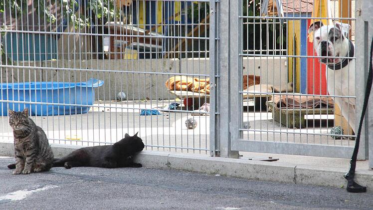 Katzen im Tierheim.