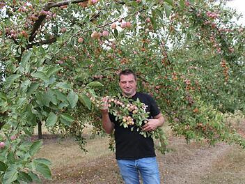 Johannes Haas an einem vollen Mirabellenbaum. Foto: Carmen Schwind