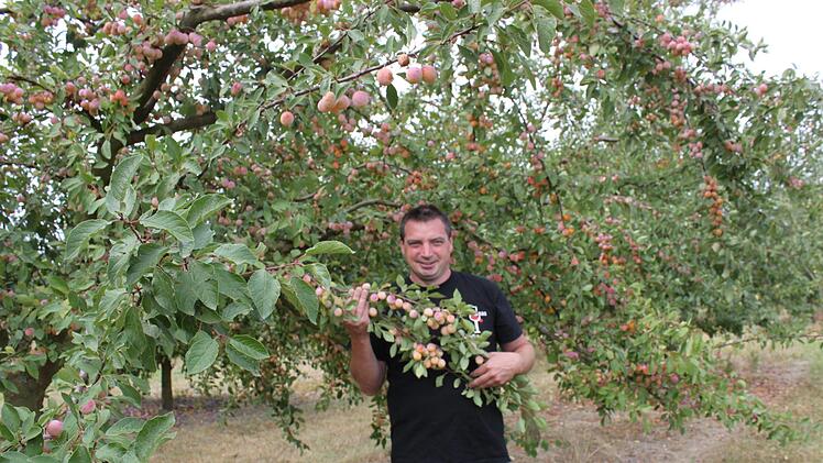 Johannes Haas an einem vollen Mirabellenbaum. Foto: Carmen Schwind