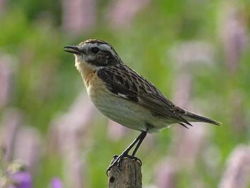 Das Braunkehlchen findet immer weniger sichere Brutgebiete. Foto: LBV
