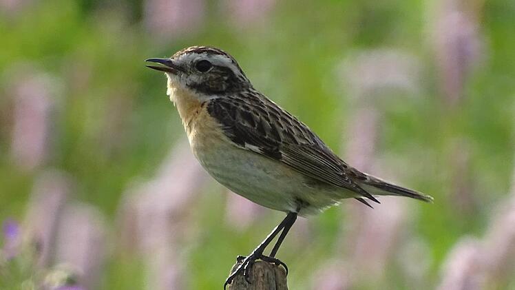 Das Braunkehlchen findet immer weniger sichere Brutgebiete. Foto: LBV