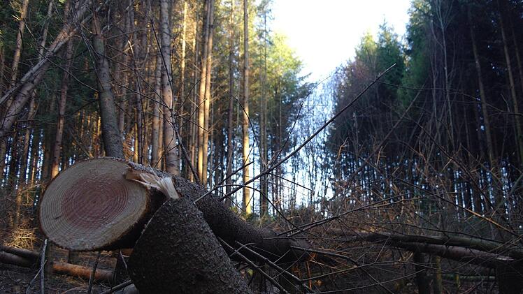 Ein Bild der Zerstörung. 80 bis 100 Fichten und Douglasien wurden mutwillig und rechtswidrig gefällt.