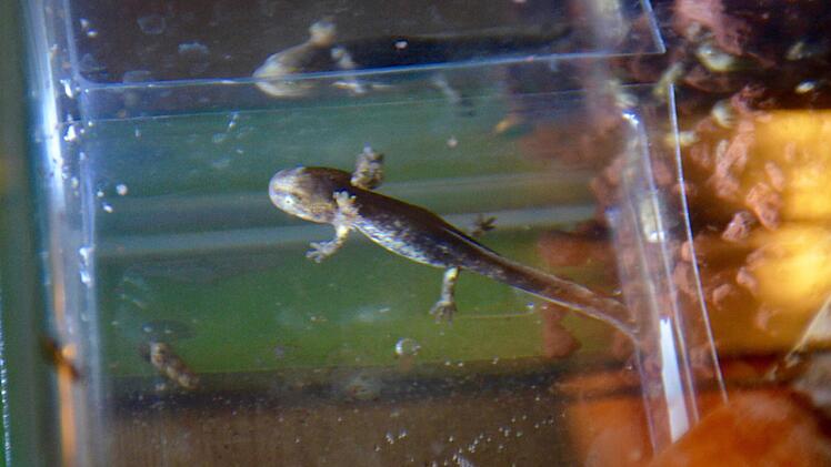 Nahaufnahme der Feuersalamander im Aquarium bei Hans-Georg Mommsen.  Foto: Kathrin Kupka-Hahn