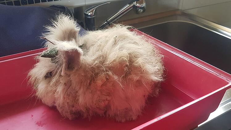 Tierheim Bayreuth: Kleine "Motte" völlig verwahrlost aufgefunden - "nicht einmal bewegen"