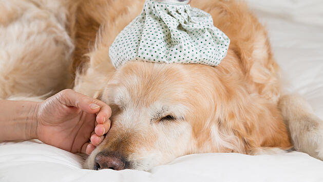 Hund, kranker Hund, Erkältung beim Hund