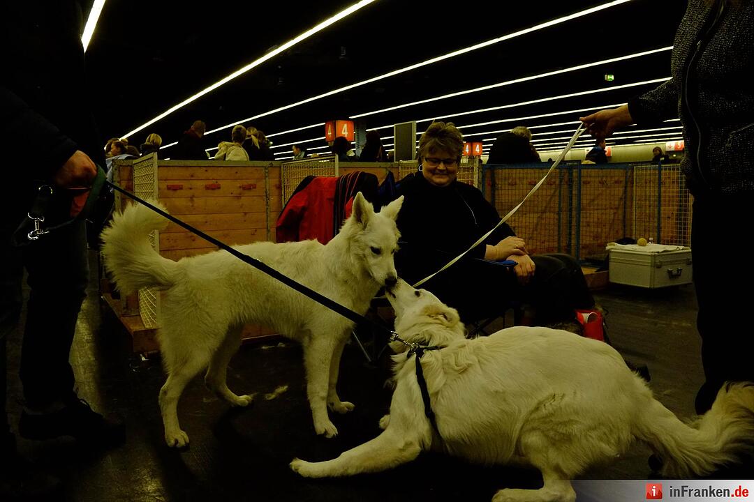 43. Internationale Rassehundeausstellung (Cacib) in Nürnberg