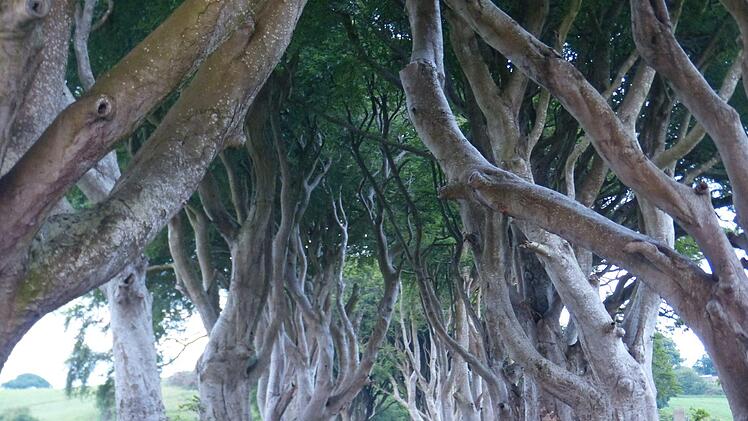 Mystisch. Wie ein verwunschener Zauberwald wirkt die Buchenallee der Dark Hedges in Nordirland.Manfred Wagner