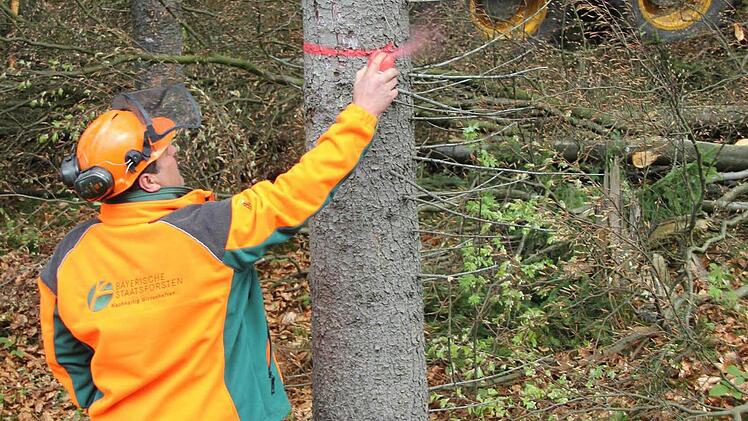 Georg Scherbel sprüht Farbe an einen zu fällenden Baum. Im Hintergrund wartet schon der Harvester.