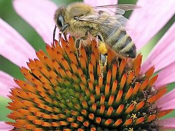 Eine Biene bei der Arbeit: Pollen und Nektar sammeln ist angesagt. Die Aktion "Ebern summt" ist einer der Bausteine auf Eberns Weg zum "Marktplatz der biologischen Artenvielfalt". Foto: Helmut Will/Archiv