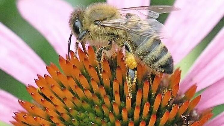Eine Biene bei der Arbeit: Pollen und Nektar sammeln ist angesagt. Die Aktion "Ebern summt" ist einer der Bausteine auf Eberns Weg zum "Marktplatz der biologischen Artenvielfalt". Foto: Helmut Will/Archiv