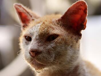 In Kulmbach hat eine Frau 47 Katzen verwahrlosen lassen - Nun steht sie vor Gericht
