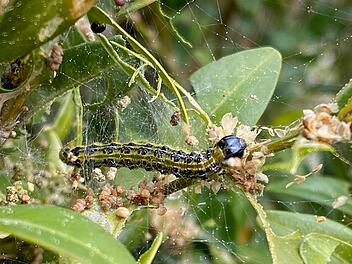 Landratsamt Lichtenfels informiert über Schädling im Garten