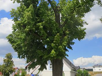 Zerzaust sieht die Linde im Steinweg aus, die 1871 gepflanzt wurde. Förster Wolfgang Weiß empfiehlt, Äste und Krone zu kürzen und den Baum somit am Leben zu erhalten. Foto: Lothar Weidner