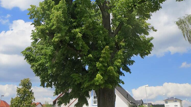 Zerzaust sieht die Linde im Steinweg aus, die 1871 gepflanzt wurde. Förster Wolfgang Weiß empfiehlt, Äste und Krone zu kürzen und den Baum somit am Leben zu erhalten. Foto: Lothar Weidner