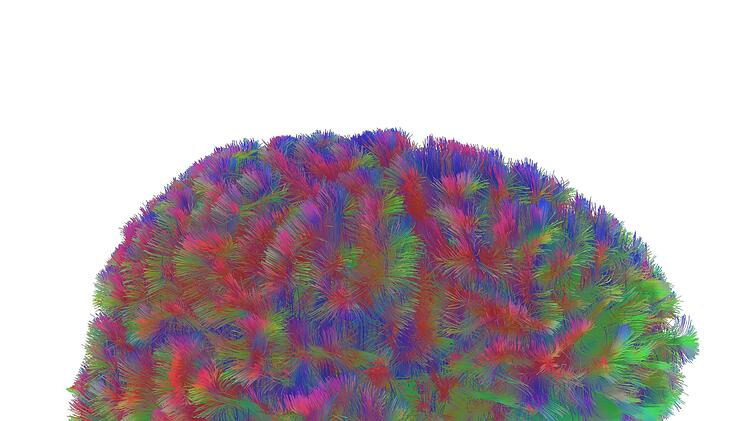 Kindheit bis Alter – Gehirnstruktur durchläuft fünf Phasen