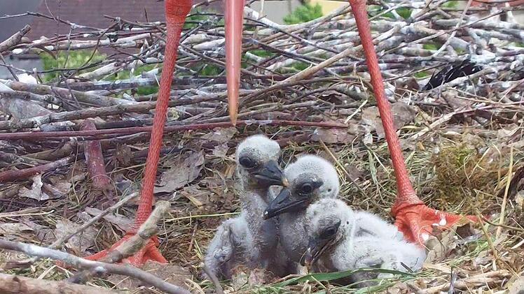 Drei Storchenküken sitzen im Nest auf dem Hammelburger Mönchsturm. Foto: Christian Fenn