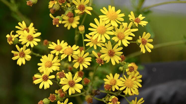 Die Blüten des Jakobs-Kreuzkrautes. In einer können sich zwischen 60 und 80 Samen entwickeln. Somit kann sich die Pflanze sehr effektiv vermehren. Foto: Kathrin Kupka-Hahn