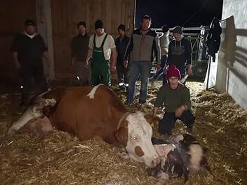 Mit Unterstützung zahlreicher Helfer wurden die Stiere Florian und Harald zur Welt gebracht. Foto: privat