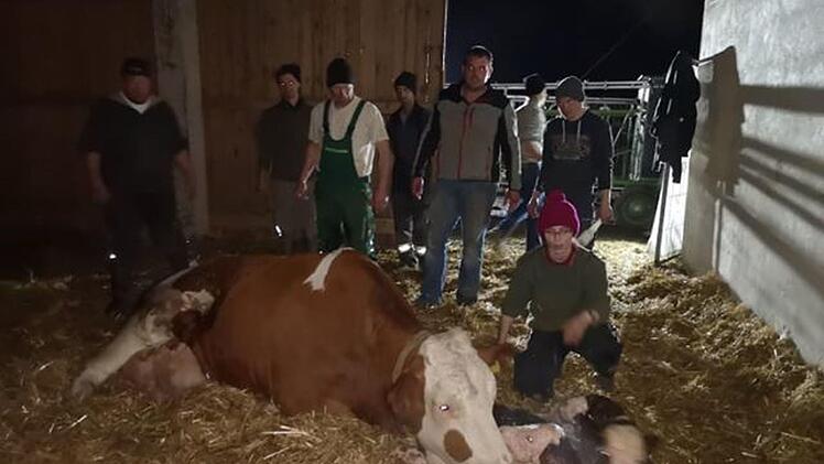 Mit Unterstützung zahlreicher Helfer wurden die Stiere Florian und Harald zur Welt gebracht. Foto: privat