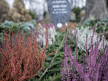 Eriken setzten auch in der kälteren Zeit schöne Akzente und sind generell sehr widerstandsfähig. Rundum also perfekte Pflanzen für den Friedhof.