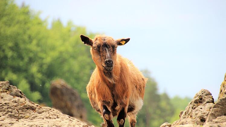 Ziege Lucy behält vom Felsen aus gern die Übersicht.