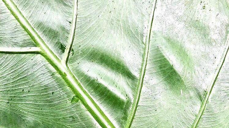 Wunder der Natur