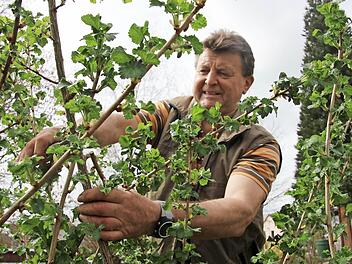 Eigentlich gibt es immer was zu tun für Heinz Petterich, den Altbürgermeister von Burgkunstadt. Und wenn nur im Garten die Sträucher - hier eine Kreuzung aus Stachel- und Johannisbeere - geschnitten werden.  Foto: Anja Greiner