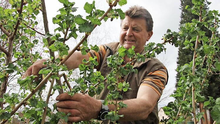 Eigentlich gibt es immer was zu tun für Heinz Petterich, den Altbürgermeister von Burgkunstadt. Und wenn nur im Garten die Sträucher - hier eine Kreuzung aus Stachel- und Johannisbeere - geschnitten werden.  Foto: Anja Greiner