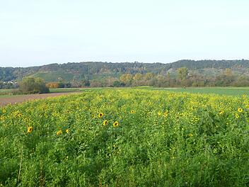 So sieht es aus, wenn ein Biobauer "düngt": Hier wachsen Wicken, Buchweizen, Sonnenblumen, Ackerbohnen, Senf, Phacelia und viele weitere Ackerkräuter bunt durcheinander. Nach einigen Monaten zum Winter hin werden sie gemulcht und zerfallen. Sie binden Bodennährstoffe, und  bieten  Bodenlebenwesen Nahrung; flach eingepflügt, sorgen sie auch für Luft zum Zersetzen des organischen Materials. So bildet sich der wertvolle Humus.Christoph Fösel