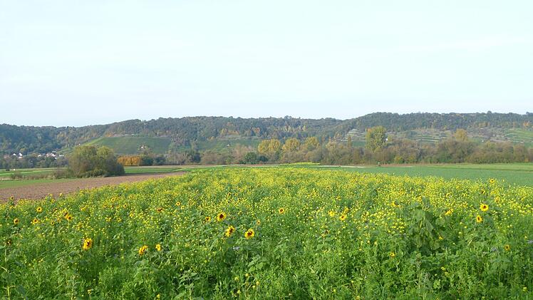 So sieht es aus, wenn ein Biobauer "düngt": Hier wachsen Wicken, Buchweizen, Sonnenblumen, Ackerbohnen, Senf, Phacelia und viele weitere Ackerkräuter bunt durcheinander. Nach einigen Monaten zum Winter hin werden sie gemulcht und zerfallen. Sie binden Bodennährstoffe, und  bieten  Bodenlebenwesen Nahrung; flach eingepflügt, sorgen sie auch für Luft zum Zersetzen des organischen Materials. So bildet sich der wertvolle Humus.Christoph Fösel