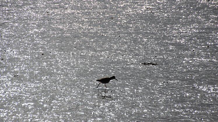 Hallig-Impressionen. Diana Fuchs
