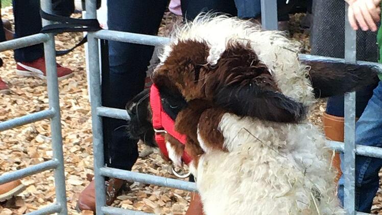 Tierisch was los. Foto: Kerstin V&auml;th
