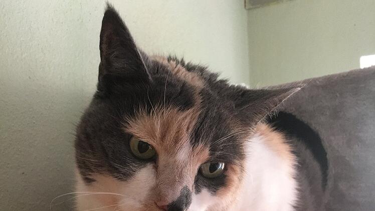 Tierheim Bamberg: Besitzerin musste ihre Katze Peterle abgeben