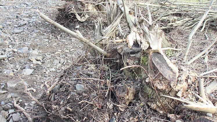 Foto: Friedwald Schedel