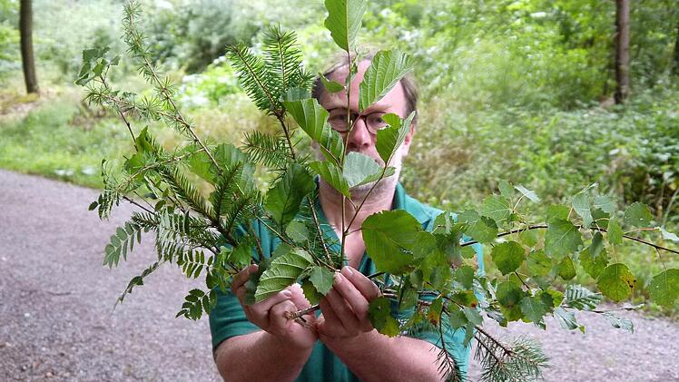 Nur einen Hektar hat Bernd Lauterbach abgesucht, um zehn verschiedene Baumarten im Wald bei Oberfüllbach zu finden. Foto: Berthold Köhler