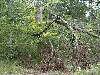 Bio-Bäume wie diese Buche - die teils Jahrhunderte alt sind - sollen "in Ruhe sterben können" und werden nicht geschlagen. Foto: Winfried Ehling