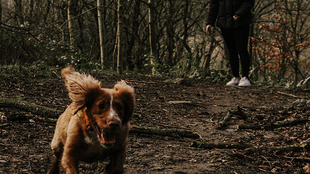 Hundebesitzer aufgepasst: T&ouml;dliche Gefahr durch Kastanien und Waln&uuml;sse - sie k&ouml;nnen Vergiftungen ausl&ouml;sen