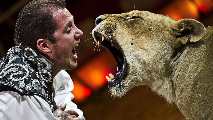 Junior-Chef Martin Lacey ist Tierlehrer und präsentiert die Krone-Raubtiere. Foto: Circus Krone