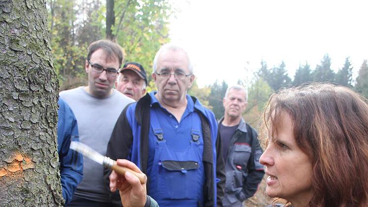 Mit Hilfe eines Messers sieht  Försterin Anja Mörtlbauer nach, ob noch Käfer in der Rinde sind.