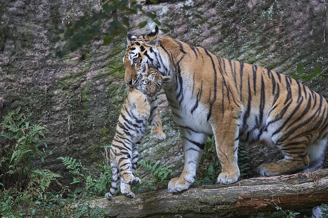 Kleine Tiger im Außengehege des Tiergartens Nürnberg