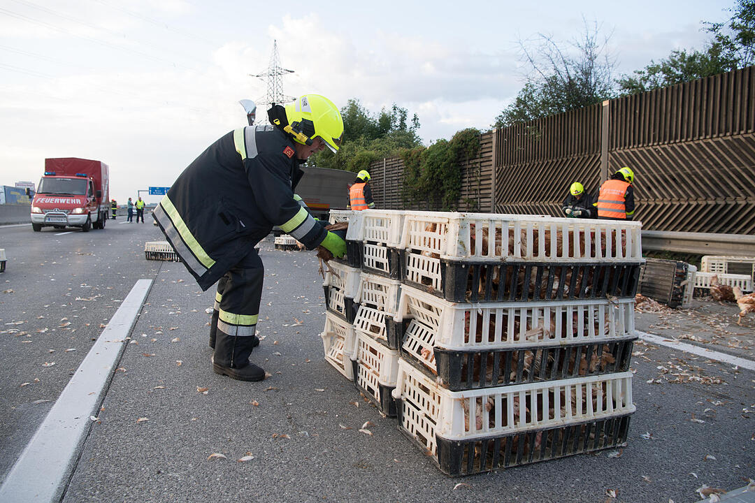 7 000 Hühner im Freilauf auf der Autobahn