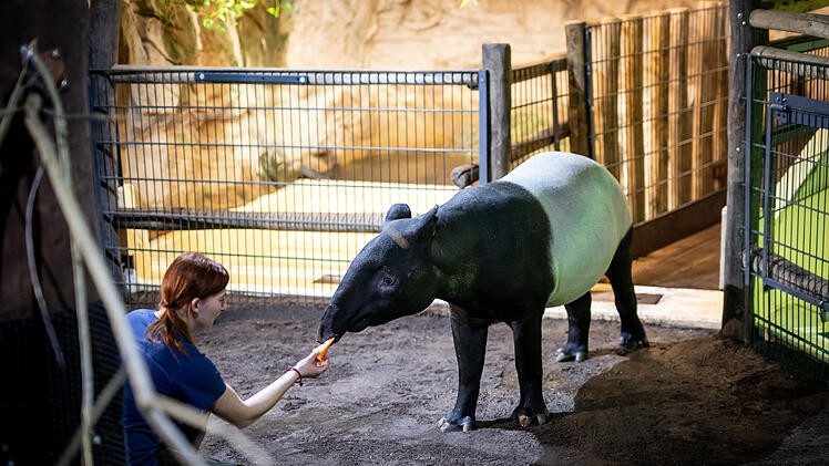 Tiergarten Nürnberg: Temperatursenkungen in Tierhäusern - so begegnet der Zoo der Energiekrise