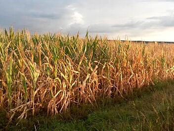 Die Hitze und die Trockenheit haben den Feldern in Franken stark zugesetzt.  Fotos: Petra Malbrich