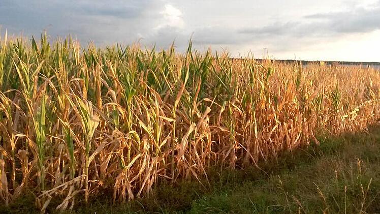 Die Hitze und die Trockenheit haben den Feldern in Franken stark zugesetzt.  Fotos: Petra Malbrich