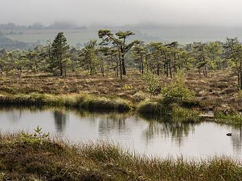 Im Schwarzen Moor in der Rh&ouml;n ist derzeit der Naturlehrpfad gesperrt. Foto: J&uuml;rgen H&uuml;fner