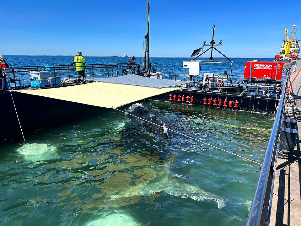 Weitere Entwicklung zum Buckelwal in der Ostsee