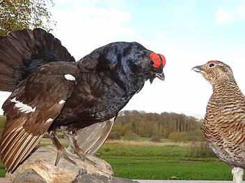 Birkhahn und Birkhuhn vor Rhöner Kulisse. Das Birkwild ist eine Rhöner Kostbarkeit.  Fotos: Archiv Marion Eckert