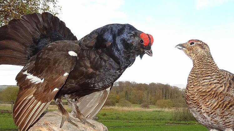 Birkhahn und Birkhuhn vor Rhöner Kulisse. Das Birkwild ist eine Rhöner Kostbarkeit.  Fotos: Archiv Marion Eckert