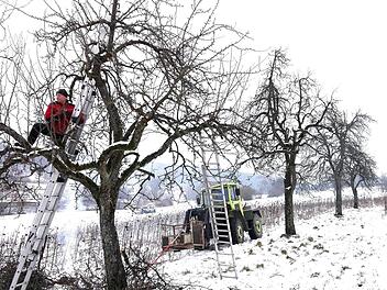 Der Verein zur Förderung der Fatschenbrunner Hutzeln und Baumfeldkultur sorgt auch für die Pflege alter Birnbäume.  Foto: Sabine Weinbeer